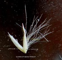  Glumes of sessile spikelet
